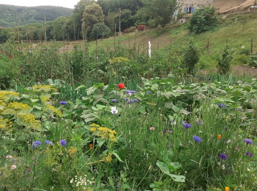 Jardin fleuri