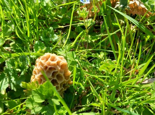 Morilles