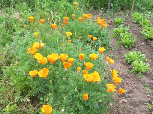 Fleurs pour les abeilles