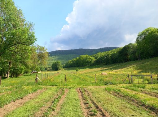 Pommes de terre