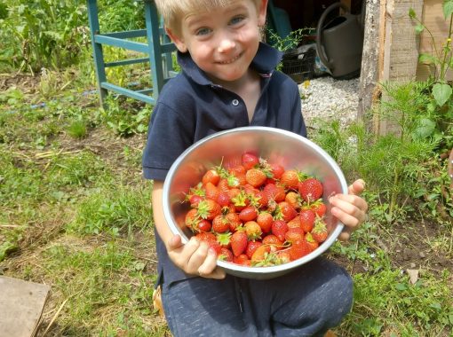 Fraises de Marius