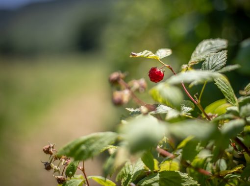 Nabat le Haut - Fruits et légumes - Juin-juillet 2025 - Sedat Yagiz- HD-10