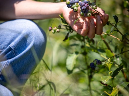 Nabat le Haut - Fruits et légumes - Juin-juillet 2025 - Sedat Yagiz- HD-9